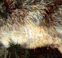 Ratte mit Fliege auf Erdgrund. Ratte mit Fliege auf Erdgrund.